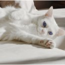 청량리 슬기 동물병원 이미지