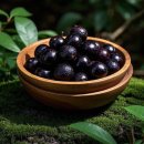 티바이오(주) | 자보티바 실제후기 자보티카바효능으로 본 자보티카바 중년 다이어트