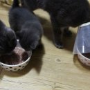 르샤보떼 이미지