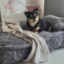 프리미엄캔넬 | 제품리뷰 | 남편이 탐낸 강아지 침대 | 인디우스 프리미엄 소프트베드