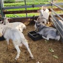 산양키우는 가 이미지