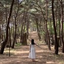 태안 안면도 신축펜션 감성 숙소 추천 가족 연인과 가기 좋은 해림원 후기