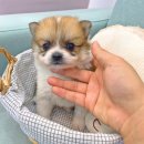 말끔이세탁소 - 제주시 신산로1길 34 | 말끔이세탁소