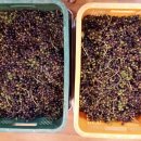 향숙농장 이미지