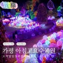 별빛풍경 | 가평 아침고요수목원 오색별빛정원전 겨울 데이트 추천