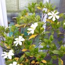 효성세탁크리닝 이미지