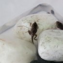 올챙이 | 올챙이 키우기 후기 | 개구리까지 직접 키워보고 방생한 이야기