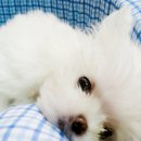 한 동물병원 이미지