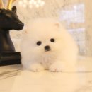 도그마루 강아지 고양이 천안아산점 이미지