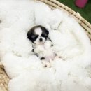 유앤미펫 강아지분양 고양이분양 일산점 이미지