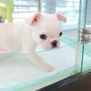 미유펫 강아지고양이 수원점 이미지