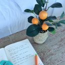 블란디야 | 서귀포 블란디야 펜션 후기 모음