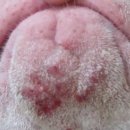 한가람동물의료센터 이미지