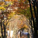 중앙로 느티나무길 이미지