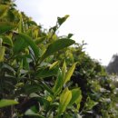 청초농장 이미지