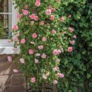 스트로베리힐 이미지