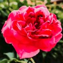 🌺고난이 도리어 내게 유익이라. 이미지