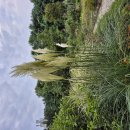 팜파스 그래스/Pampas grass 이미지