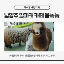 122 | 남양주 아이와가볼만한곳 알파카 양 돼지 있는 애견동반 카페 옴뇸뇸 내돈 후기