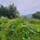 무주장의사 이미지