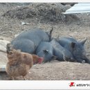 실로암농장 이미지