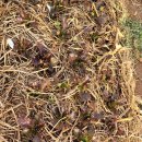 사남매농장2 이미지