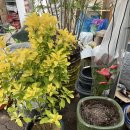 개정꽃농원 이미지