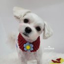 오도DOG 펫살롱 이미지