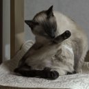 고양이를 부탁해 이미지