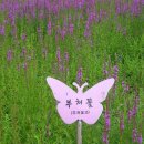 일월산자생화공원 Daum카페