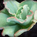 메르디안 이미지