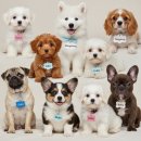 몽몽테일 | 10월 10일 특별 이벤트! 우리 아이 이름 자랑하고 와이즈테일 사료 받아가세요