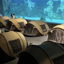 아쿠아워시대전산성점 | 대전 엑스포 신세계 백화점 아쿠아리움 캠핑 사이언스 나이트 캠프 실내 아이와 가볼만한곳