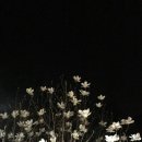 소네트 이미지