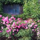 넝쿨장미집 이미지