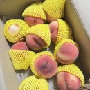 안희정소아과의원 | [7/19] 🎵/ 하우스오브신세계 스틸영/금호동 백일해 주사/ 블루밍그린 딱딱이 복숭아 (카카오톡 쇼핑하기...