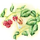 남궁익선「산딸기」 이미지