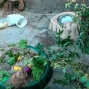 뿌리동물농장 이미지