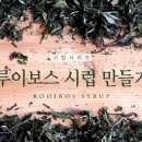 한국루이보스 이미지