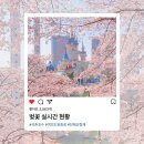 [벚꽃 개화 실시간 리뷰🌸] 석촌호수, 여의도 윤중로, 진해 군항제까지! 어디가 가장 예뻤을까?