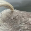 왈로하그루밍 이미지