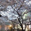 오사카 벚꽃여행 다녀왔어요~^^ 이미지
