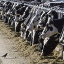 경미축산 이미지