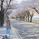 남대천 | 양양 벚꽃 명소 남대천 벚꽃길 후기 (애견동반 산책·주차 꿀팁)