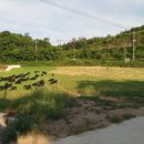 동산흑염소농장 이미지