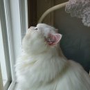 The 사랑할 개 이미지