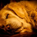 로얄동물메디컬센터w 이미지