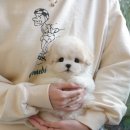 미유펫 강아지고양이 구미점 이미지
