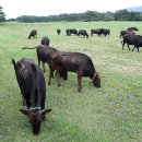 제주 흑우 이미지