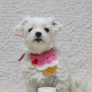 코스맥스펫 주식회사 | 강아지 관절영양제 펫세븐 다리절뚝 관절염 관리 후기